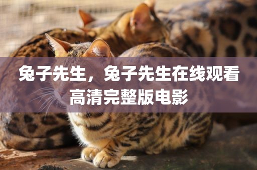 兔子先生，兔子先生在线观看高清完整版电影