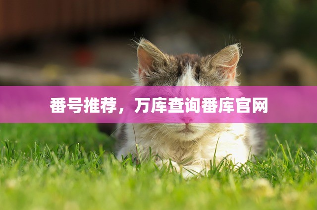 番号推荐，万库查询番库官网