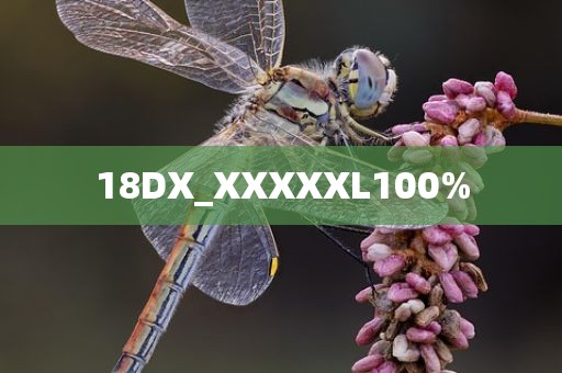 18DX_XXXXXL100%