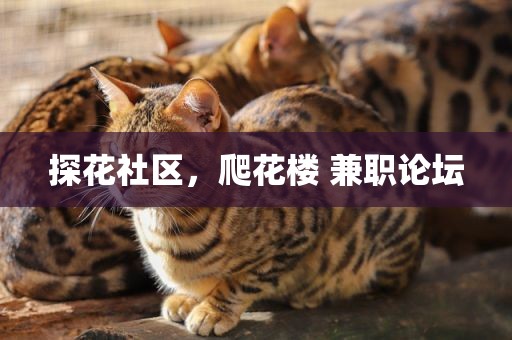 探花社区，爬花楼 兼职论坛