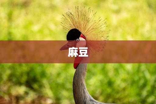 麻豆