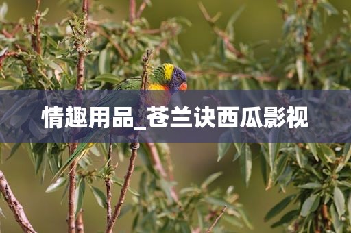 情趣用品_苍兰诀西瓜影视