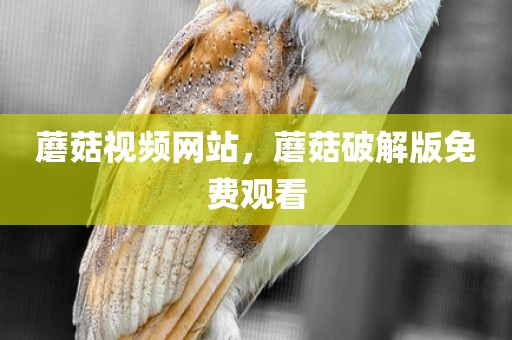 蘑菇视频网站，蘑菇破解版免费观看