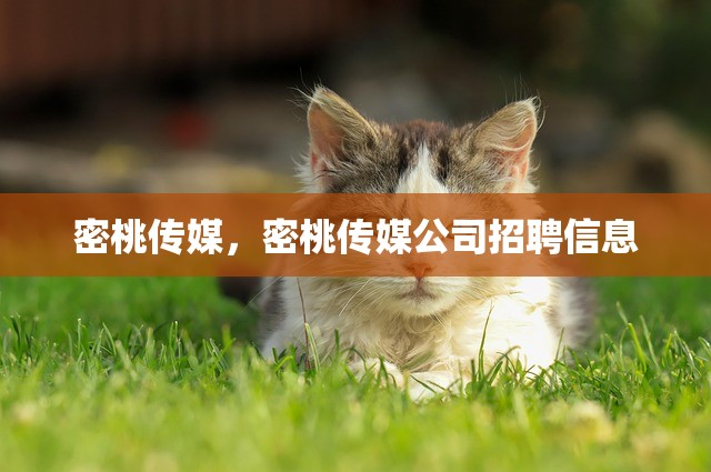 密桃传媒，密桃传媒公司招聘信息