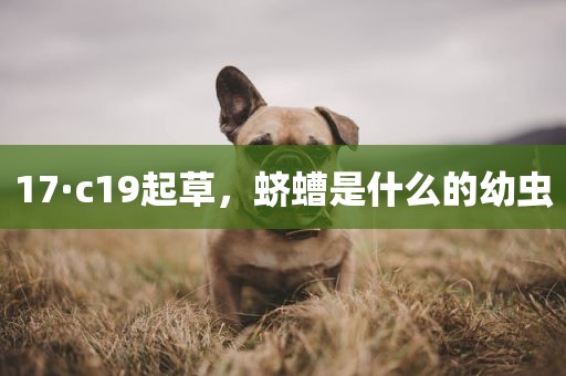 17·c19起草，蛴螬是什么的幼虫