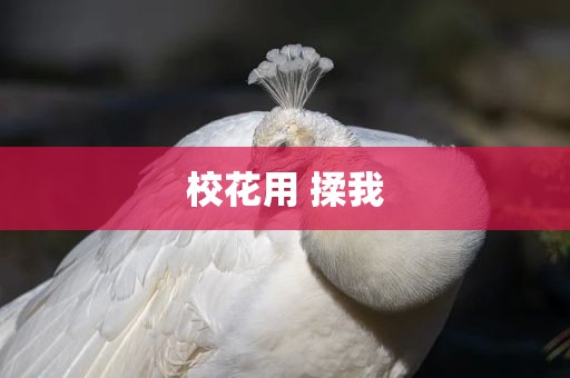 校花用 揉我
