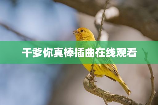 干爹你真棒插曲在线观看