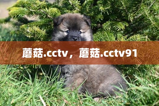 蘑菇.cctv，蘑菇.cctv91