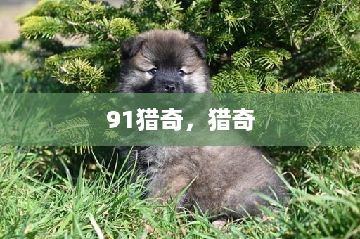 91猎奇，猎奇