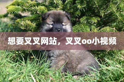 想要叉叉网站，叉叉oo小视频