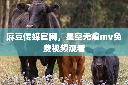 麻豆传媒官网，星空无痕mv免费视频观看