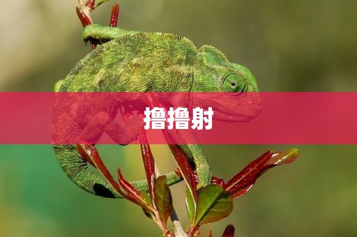撸撸射