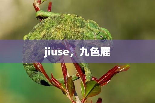 jiuse，九色鹿