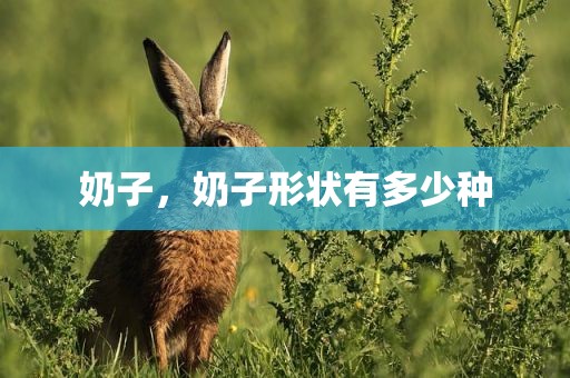 奶子，奶子形状有多少种