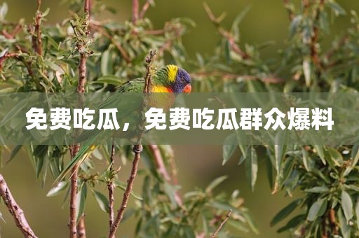 免费吃瓜，免费吃瓜群众爆料