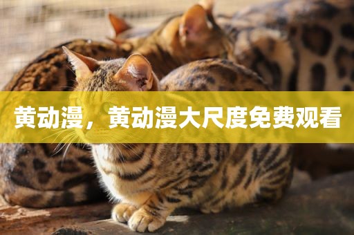 黄动漫，黄动漫大尺度免费观看