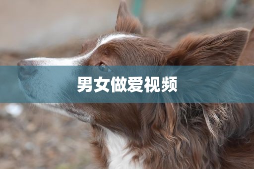 男女做爱视频