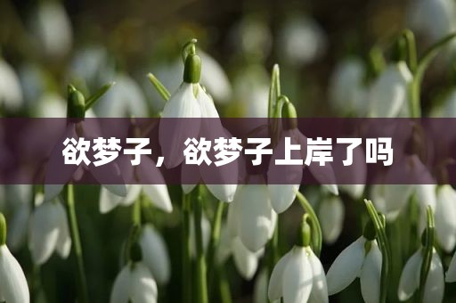 欲梦子，欲梦子上岸了吗