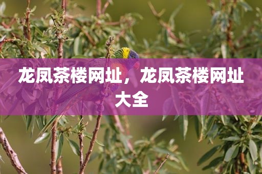 龙凤茶楼网址，龙凤茶楼网址大全