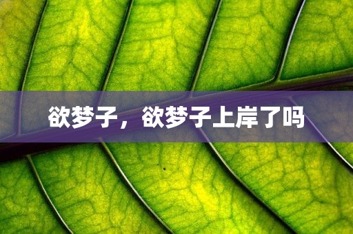 欲梦子，欲梦子上岸了吗