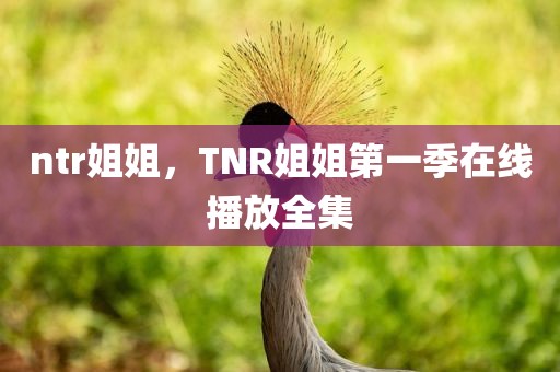ntr姐姐，TNR姐姐第一季在线播放全集