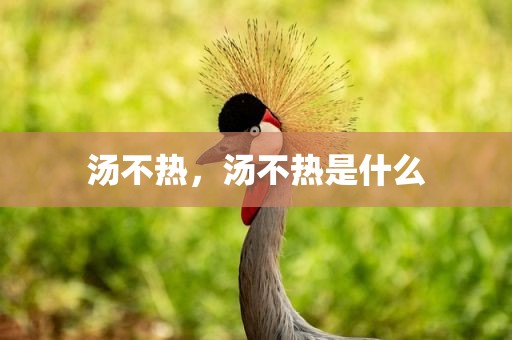 汤不热，汤不热是什么