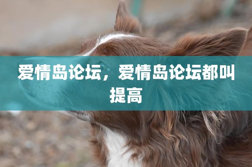 爱情岛论坛，爱情岛论坛都叫提高