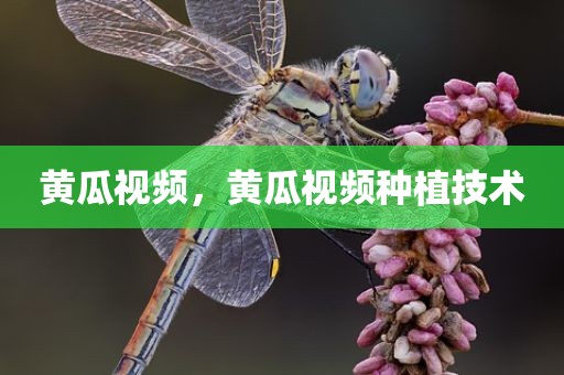 黄瓜视频，黄瓜视频种植技术