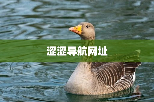 涩涩导航网址