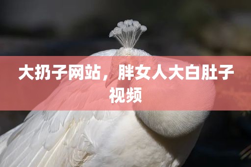 大扔子网站，胖女人大白肚子视频
