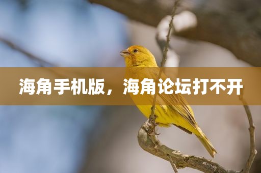 海角手机版，海角论坛打不开