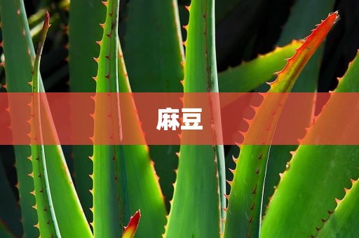 麻豆