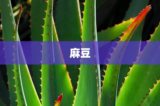 麻豆