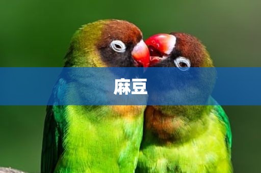 麻豆
