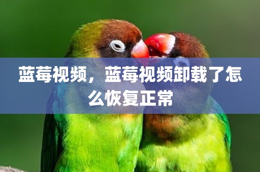 蓝莓视频，蓝莓视频卸载了怎么恢复正常