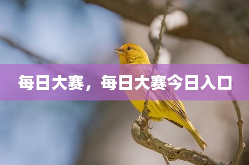 每日大赛，每日大赛今日入口
