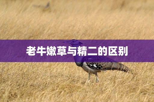 老牛嫩草与精二的区别