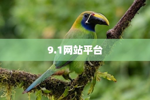 9.1网站平台