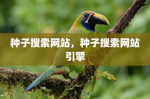 种子搜索网站，种子搜索网站引擎