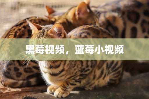 黑莓视频，蓝莓小视频