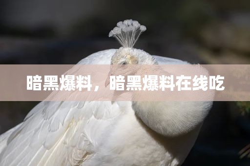 暗黑爆料，暗黑爆料在线吃