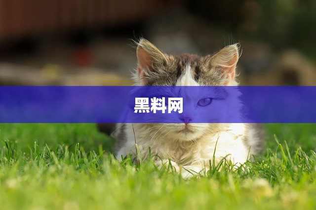 黑料网