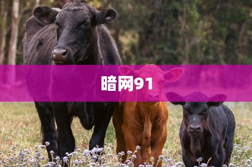 暗网91