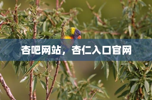 杏吧网站，杏仁入口官网