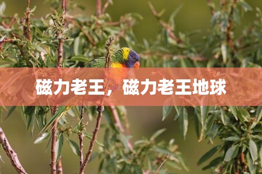 磁力老王，磁力老王地球