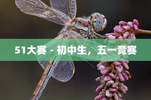 51大赛－初中生，五一竞赛