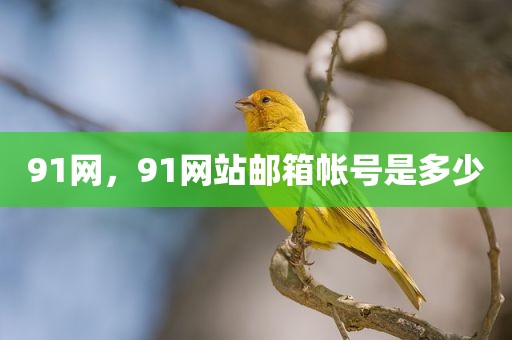 91网，91网站邮箱帐号是多少