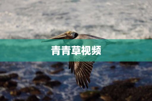 青青草视频