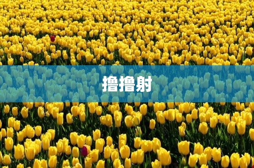 撸撸射