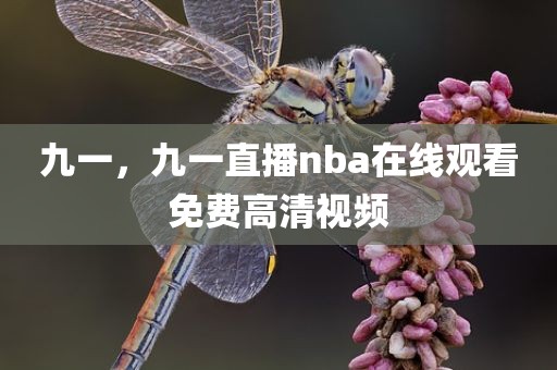 九一，九一直播nba在线观看免费高清视频